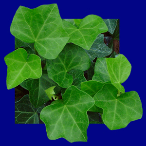Common Ivy